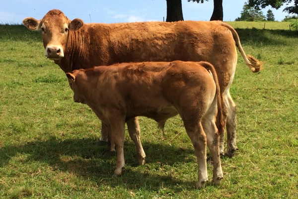 Nagui et Halette