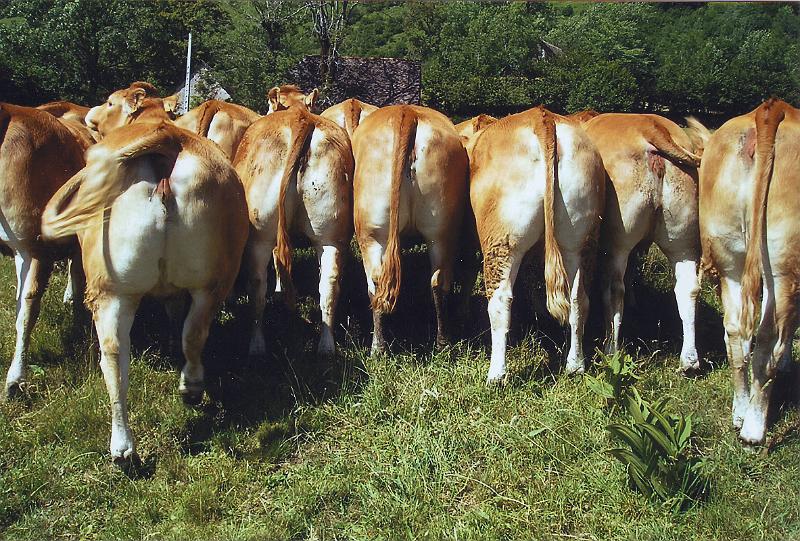 vaches1.jpg