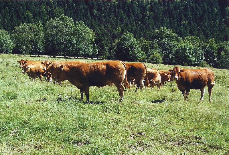 vaches3.jpg