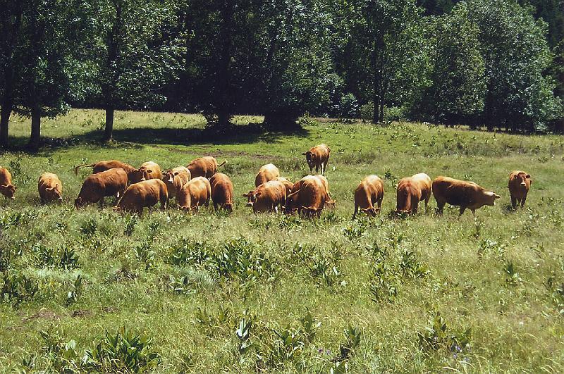 vaches4.jpg