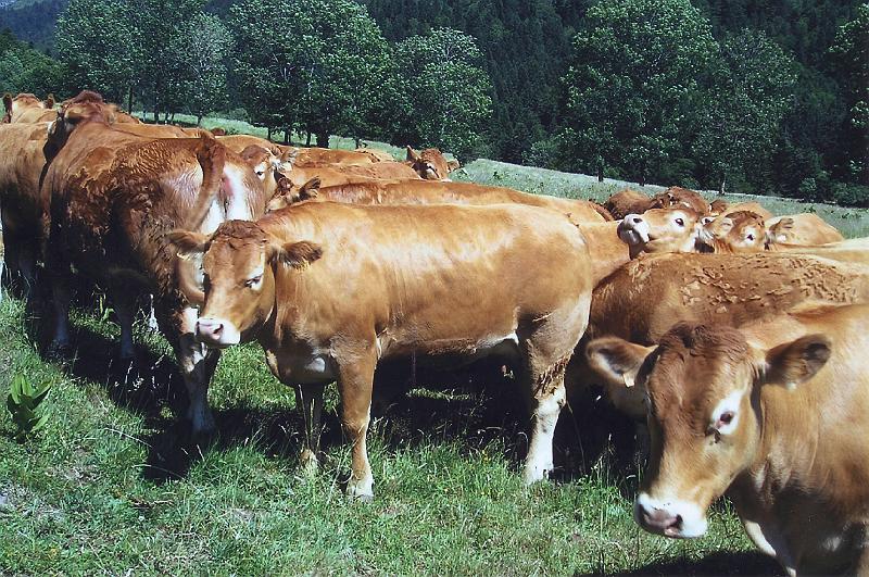 vaches5.jpg