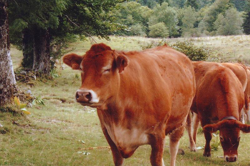 vaches7.jpg