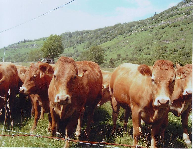 vaches8.jpg