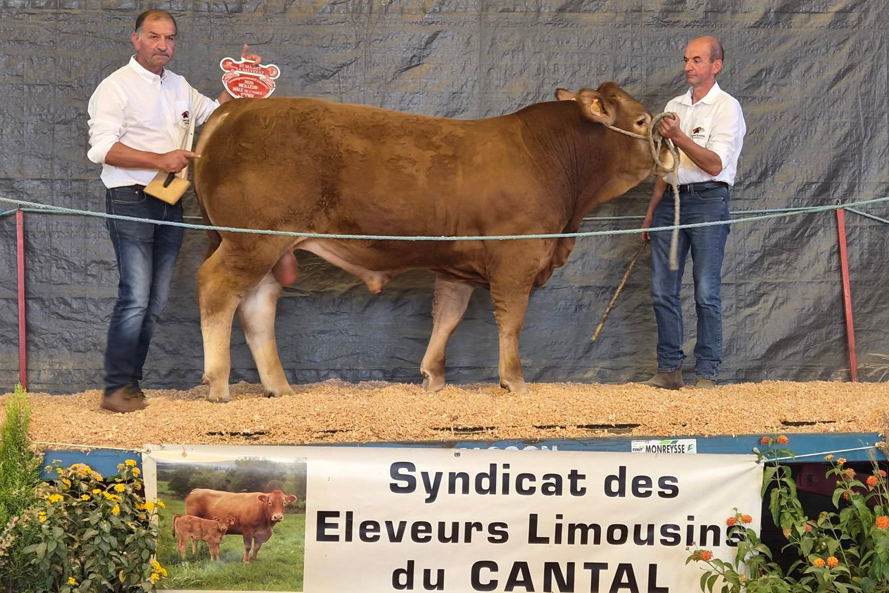 Taureau Amir
